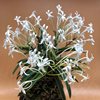 neofinetia falcata Nishidemiyako 西出都 Япония